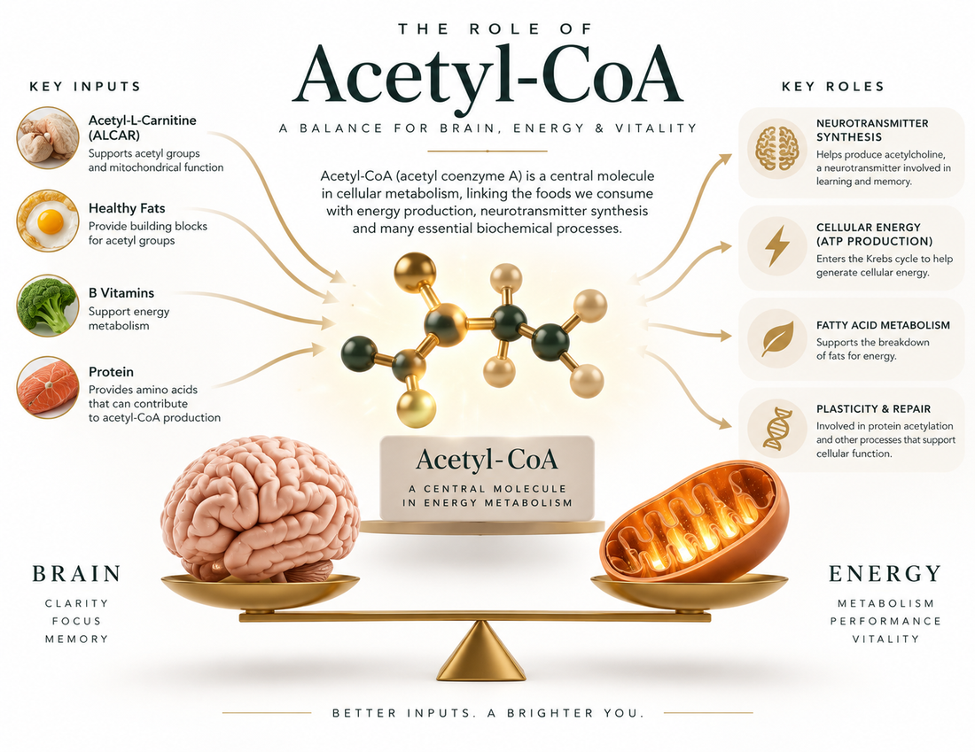 Acetyl-L-Carnitine (ALCAR): Brain, Energy & Healthy Ageing Explained